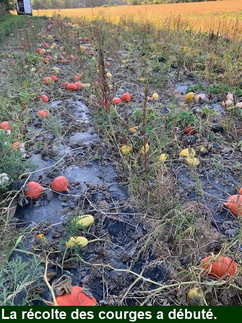 La récolte des courges approche !