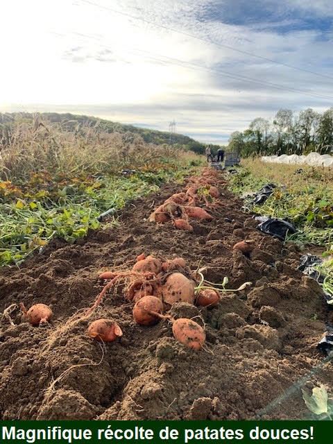 Magnifique récolte de patates douces
